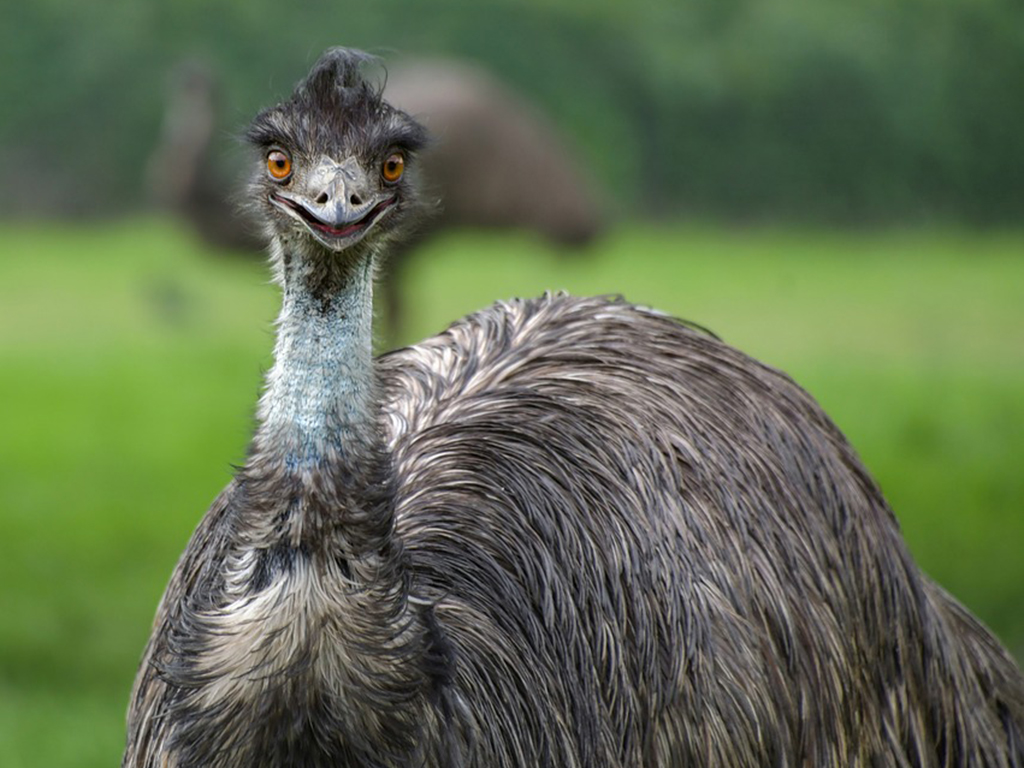 Waarom u de Emu-landbouwindustrie moet betreden